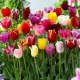 10 Tulpen (gemengd)  (leverbaar van aug-dec)